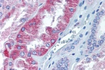 Immunohistochemistry-Paraffin: alpha-Aminoadipate Aminotransferase Antibody [NBP3-14538]